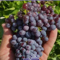 یاقوتی شیرین و درجه یک