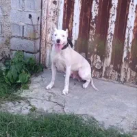 سگ داگو|سگ|بابل, |دیوار