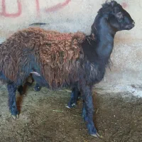 بره نر چاق جهت قربانی موجود است