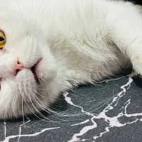 ماده گربه اسکاتیش وایت