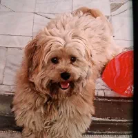 سگ ، شیتزو فلت