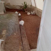 فروش کبوتر دم چتری نژاد امریکایی
