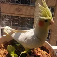 ۳عدد عروس هلندی
