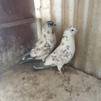 کفتر|پرنده|تهران, مطهری|دیوار