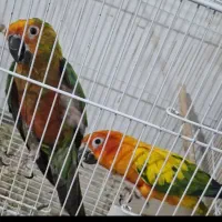 شاه قوطی|پرنده|زابل, |دیوار