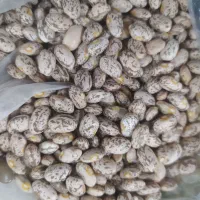 فروش لوبیا چیتی