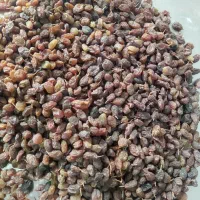 کشمش آفتابی ملایر