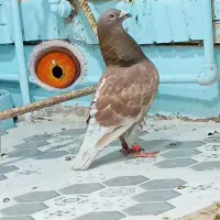 کبوتر پلاکی نر جان تیلن خالص