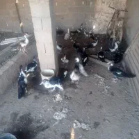 سیکا (اردک روسی)