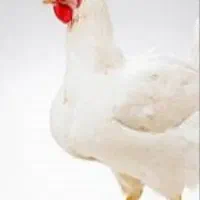 مرغ خروس خونی