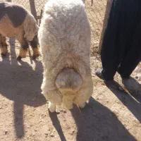 کاور ورن سنجابی اصیل