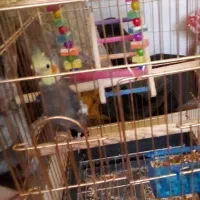 عروس هلندی باقفس