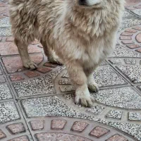 سگ ۸ماهه