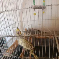 عروس هلندی