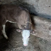 گاوسالم وسرحال باگوساله مناسب برای نگهداری