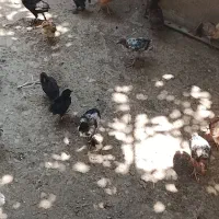 مرغ جوجه محلی