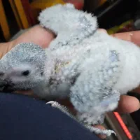 جفت یا جوجه کاسکو میخوام