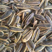تخمه افتاب گردان درجه1