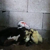 جوجه اردک اسراییلی ( اسرائیلی )