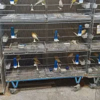 آگهی کار در پرورش قناری