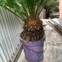 سیکاس|گل و گیاه طبیعی|رشت, بالاکویه|دیوار