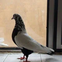 کبوتر ساعت بالا