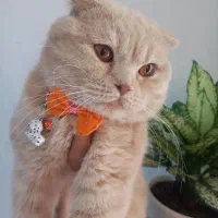 اسکاتیش دبل فولد