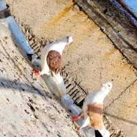 پشتی خالدار عروسک