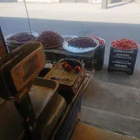 نیازمندهمکاری در میوه فروشی