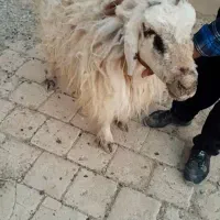میش و دو بره