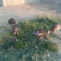 جوجه بوقلمون