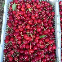 فروش گیلاس تک دانه وبا کیفیت