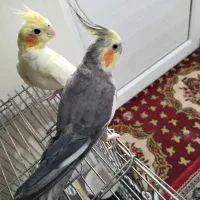عروس،مولدخاطر جم،دستی رام ،ارام ،و سخنگو