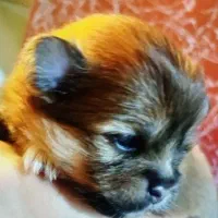 توله پامرین خرسی روباهی