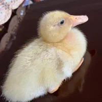 جوجه اردک