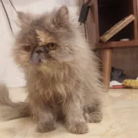 گربه پرشین ماده