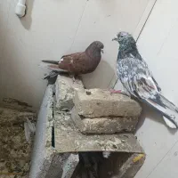 کبوتر