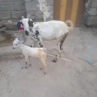 بز با کهره