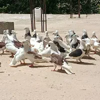 کبوتر