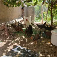 مرغ وجوجه محلی