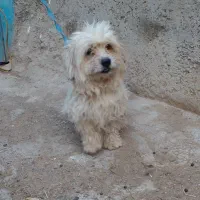 سگ پاکوتاه ماده