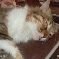 واگذاری گربه براغی