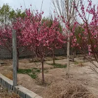 یک قطعه زمین شهرکی