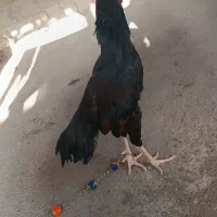 خروس اصیل