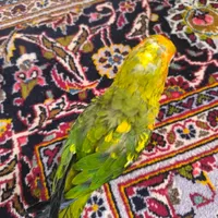 خورشیدی(سانکانور)|پرنده|تهران, نازی‌آباد|دیوار