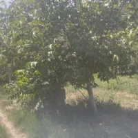 باغ-ویلای