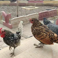 مرغ و‌خروس سیبرایت ، مرغ و خروس محلی و جوجه