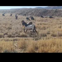 بز کهردار پاکستانی و ترکی