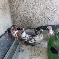 کفتر