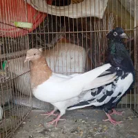 سینه سیاه کله زرد جوانه